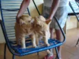 Amarelinhos