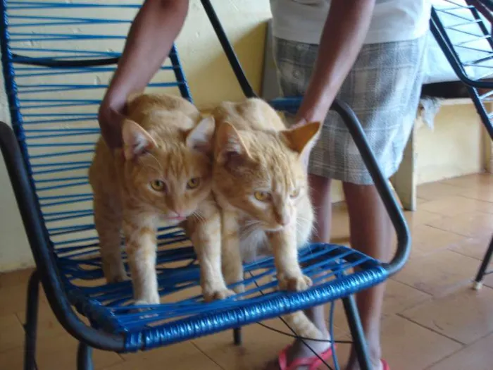 Gato ra a Diversas idade  nome Amarelinhos