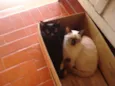 Gatinhos