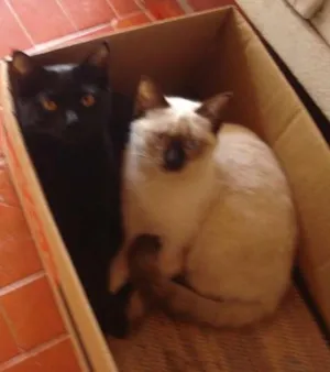 Gato raça Dv idade  nome Gatinhos