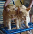 Amarelinhos