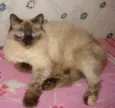 Siamesa
