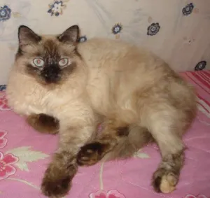 Gato raça Siamês idade  nome Siamesa