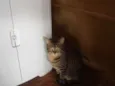 Rajadinho