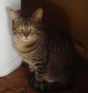Gato raça Dv idade  nome Rajadinho