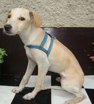 Cachorro raça não tem  idade 2 a 6 meses nome nikito