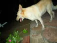 Chica