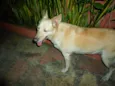 Chica