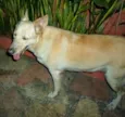 Chica