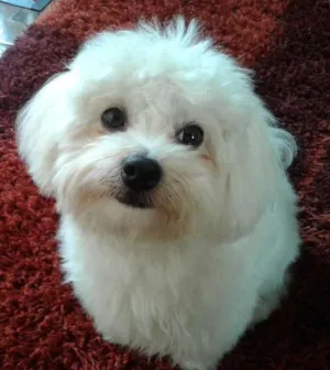 Cachorro raça Maltês idade 1 ano nome nadal