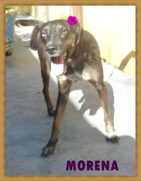 Cachorro ra a SRD idade 2 anos nome Morena