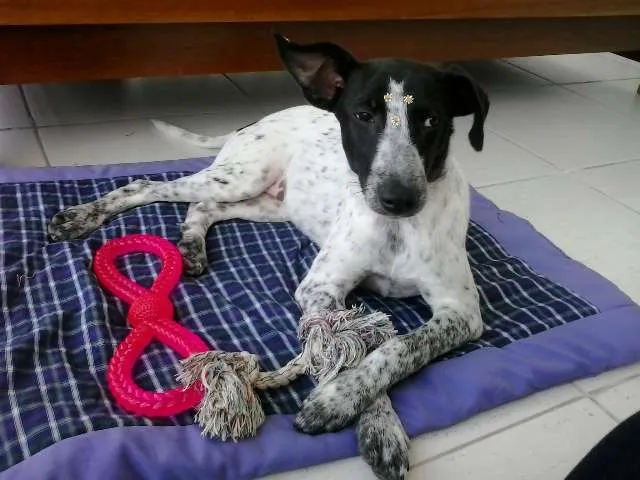 Cachorro ra a SRD idade 1 ano nome Ísis Mikaella