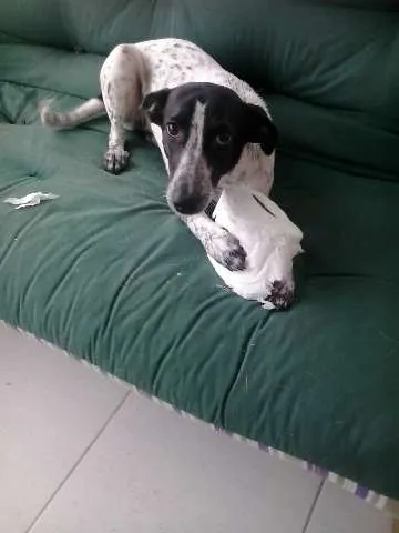 Cachorro ra a SRD idade 1 ano nome Ísis Mikaella