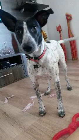 Cachorro ra a SRD idade 1 ano nome Ísis Mikaella