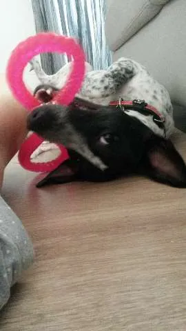 Cachorro ra a SRD idade 1 ano nome Ísis Mikaella
