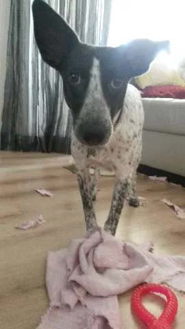 Cachorro ra a SRD idade 1 ano nome Ísis Mikaella