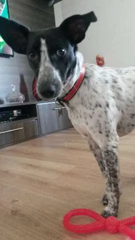 Cachorro ra a SRD idade 1 ano nome Ísis Mikaella
