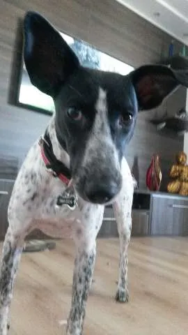 Cachorro ra a SRD idade 1 ano nome Ísis Mikaella