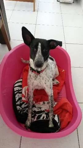 Cachorro ra a SRD idade 1 ano nome Ísis Mikaella