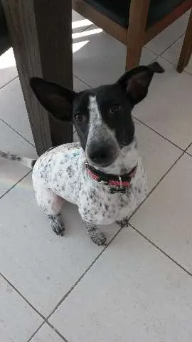 Cachorro ra a SRD idade 1 ano nome Ísis Mikaella