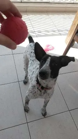 Cachorro ra a SRD idade 1 ano nome Ísis Mikaella