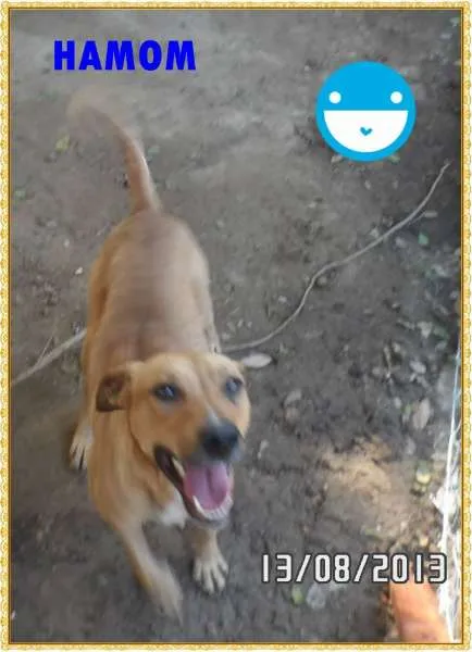 Cachorro ra a SRD idade 2 anos nome HAMOM