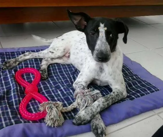 Cachorro ra a SRD idade 1 ano nome Ísis Mikaella