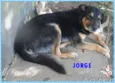 JORGE