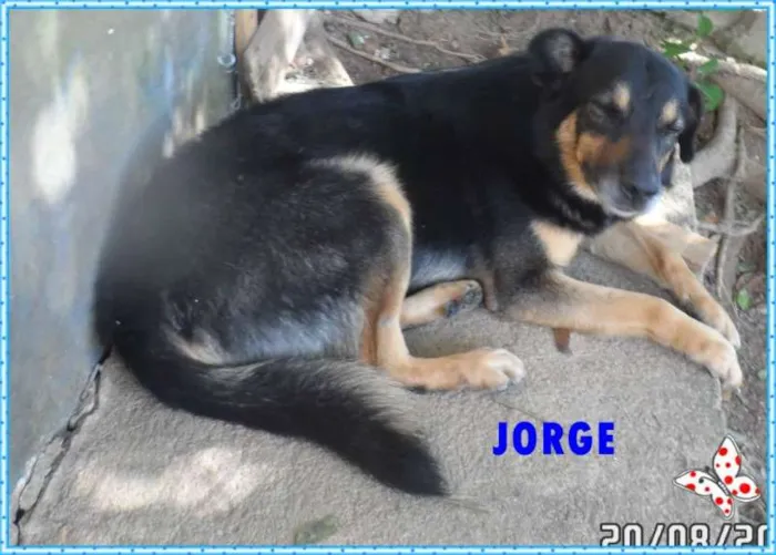 Cachorro ra a SRD idade 3 anos nome JORGE