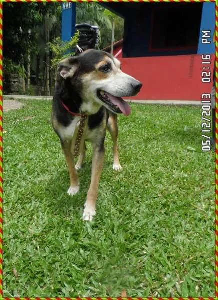 Cachorro ra a SRD idade 6 ou mais anos nome LORD