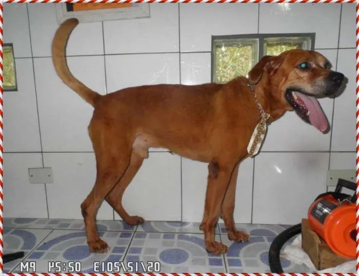 Cachorro ra a SRD idade 2 anos nome ARIEL