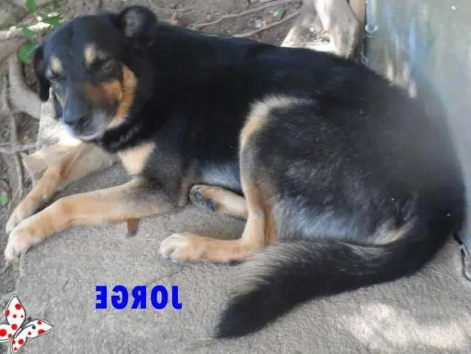 Cachorro ra a SRD idade 3 anos nome JORGE