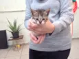 Gabriel