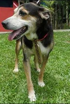 Cachorro ra a SRD idade 6 ou mais anos nome LORD