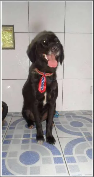 Cachorro ra a SRD idade 2 anos nome RICARDINHO