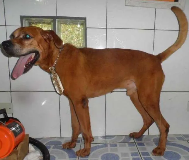 Cachorro ra a SRD idade 2 anos nome ARIEL