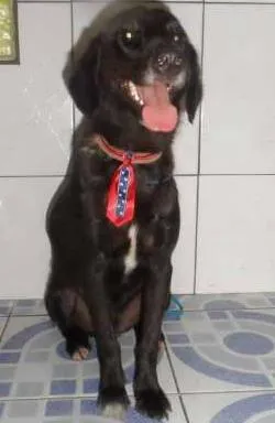 Cachorro ra a SRD idade 2 anos nome RICARDINHO