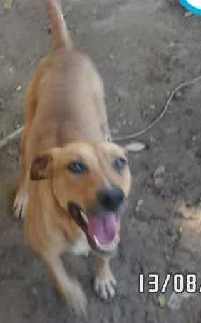 Cachorro raça SRD idade 2 anos nome HAMOM