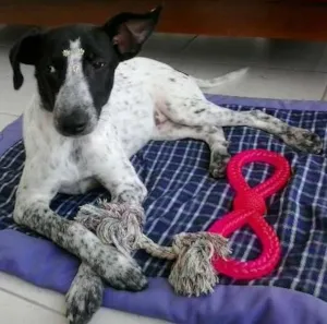 Cachorro raça SRD idade 1 ano nome Ísis Mikaella