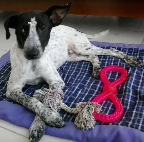 Cachorro ra a SRD idade 1 ano nome Ísis Mikaella