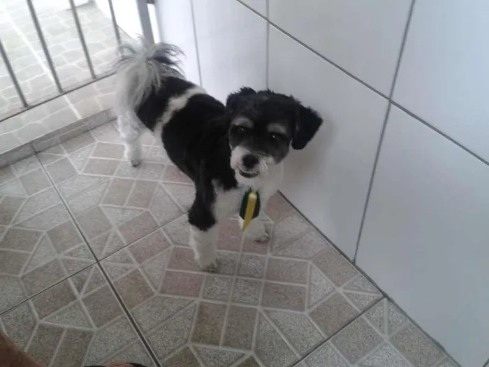 Cachorro raça lhasa apso idade 2 anos nome zeus