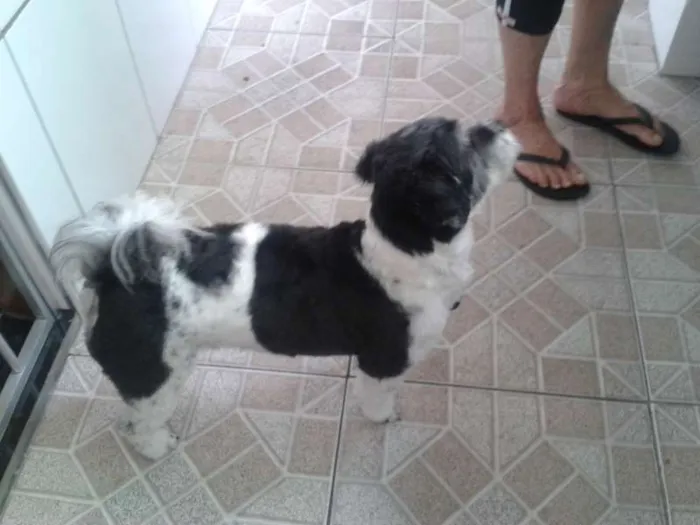 Cachorro raça lhasa apso idade 2 anos nome zeus