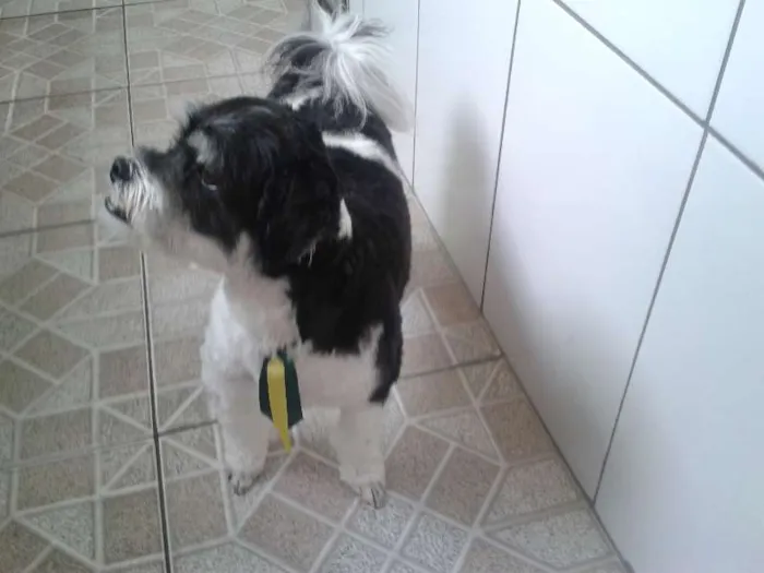 Cachorro raça lhasa apso idade 2 anos nome zeus