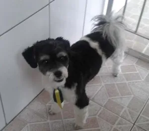 Cachorro raça lhasa apso idade 2 anos nome zeus