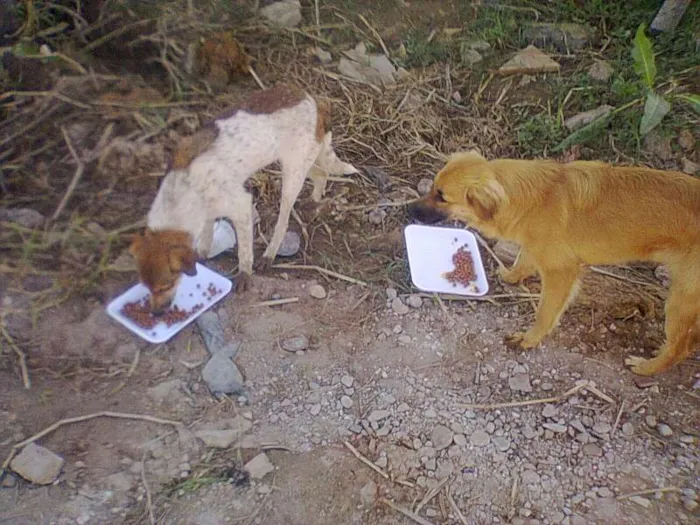Cachorro raça SRD idade 2 a 6 meses nome Anita e Mel