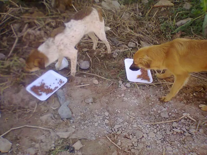 Cachorro raça SRD idade 2 a 6 meses nome Anita e Mel