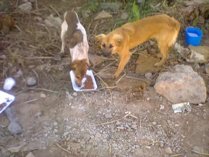 Cachorro raça SRD idade 2 a 6 meses nome Anita e Mel