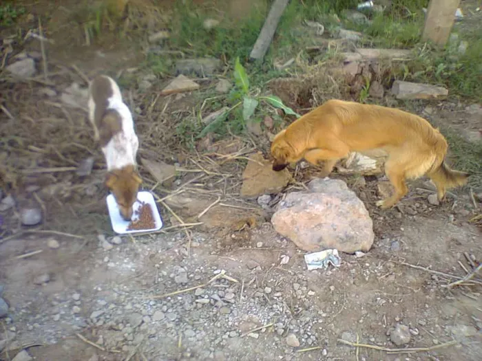 Cachorro raça SRD idade 2 a 6 meses nome Anita e Mel