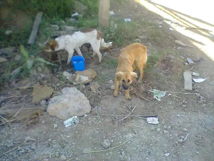 Cachorro raça SRD idade 2 a 6 meses nome Anita e Mel