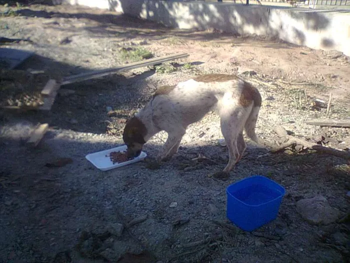 Cachorro raça SRD idade 2 a 6 meses nome Anita e Mel